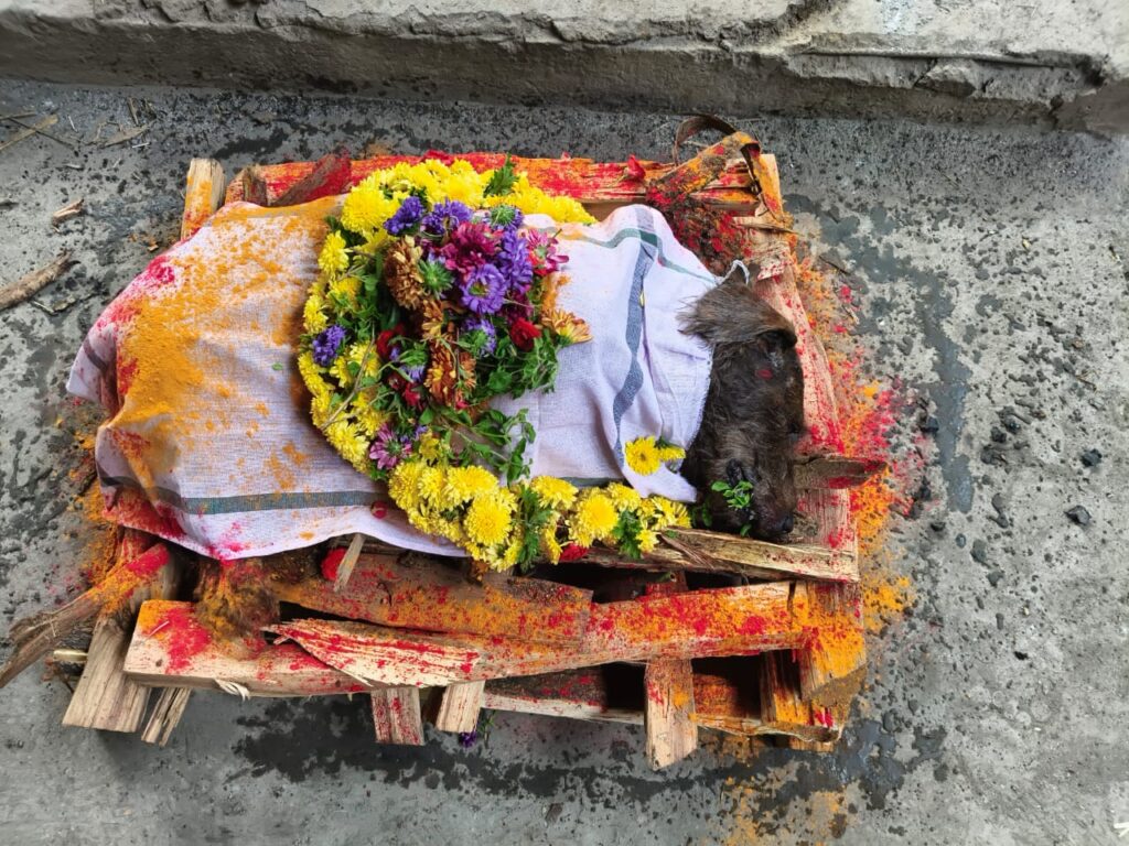 quality pets funeral services bangalore