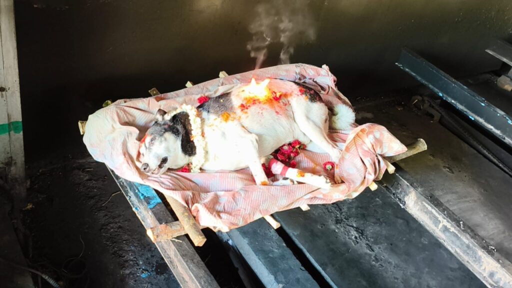 quality pets funeral services bangalore